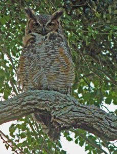 horned-owl-useppa island